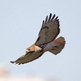 12SB5549 Red-tailed Hawk